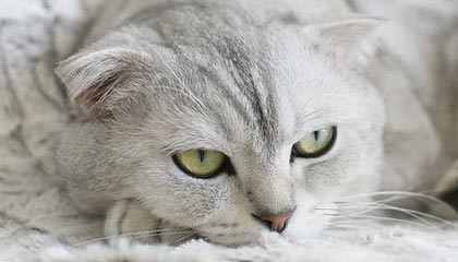 苏超启用统一购票平台，抢票改为预约摇号制，解决购票难问题